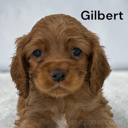 puppy, for, sale, Cocker Spaniel, Joe & Cherri  Overlease, dog, breeder, Miller, MO, dog-breeder, puppy-for-sale, forsale, nearby, find, puppyfind, locator, puppylocator, aca